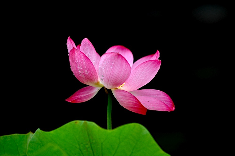 我的母亲——爱莲